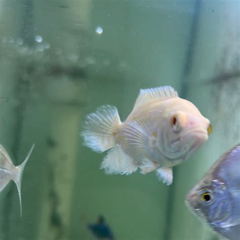 Albino Tiger Oscar (Astronotus ocellatus) – Tropical Aquarium