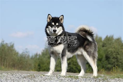 世界名犬——阿拉斯加雪橇犬（Alaskan Malamute）