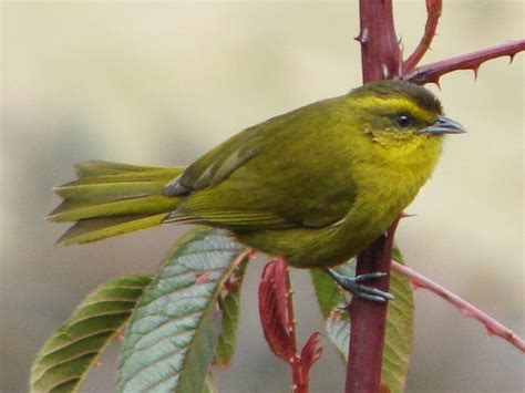 Parodi's Hemispingus - eBird