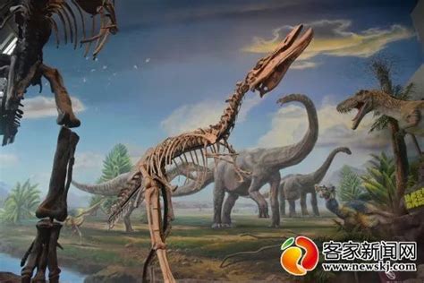 广东河源恐龙博物馆馆藏恐龙蛋化石超2万枚