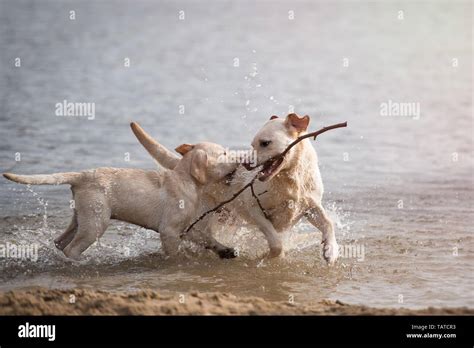 Image result for 2 Labrador Retriever