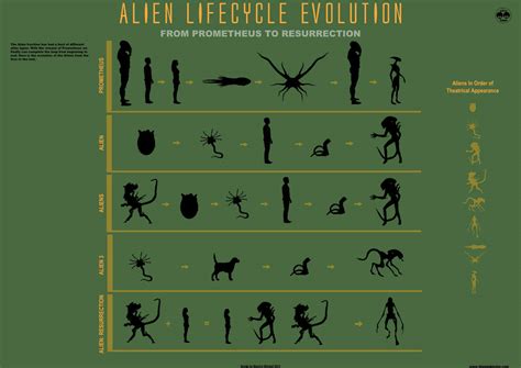 The Alien Lifecycle Evolution Infographic by mauricem on DeviantArt