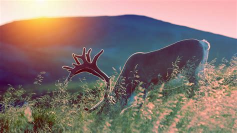 Reindeer and caribou - WWF Arctic