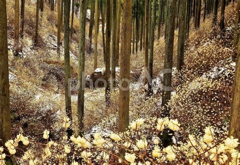 Image result for Alien with Tree in Background
