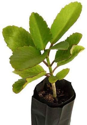 GRAH PRAVESH Bryophyllum Pinnatum/Patharchatta Plant Price in India ...