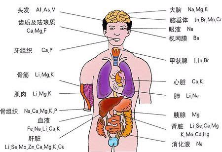 人身体器官位置图内脏 (第1页) - 图说健康