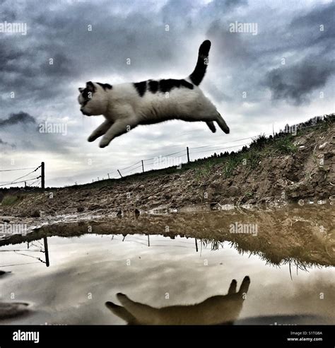 Cat flying hi-res stock photography and images - Alamy