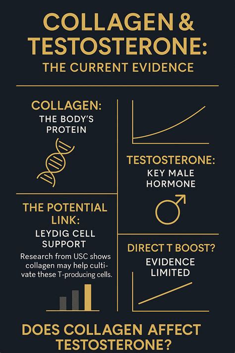 Does Collagen Affect Testosterone Levels? - what affects testosterone levels