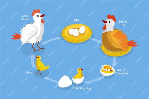 Image result for Chicken Reproduction Process