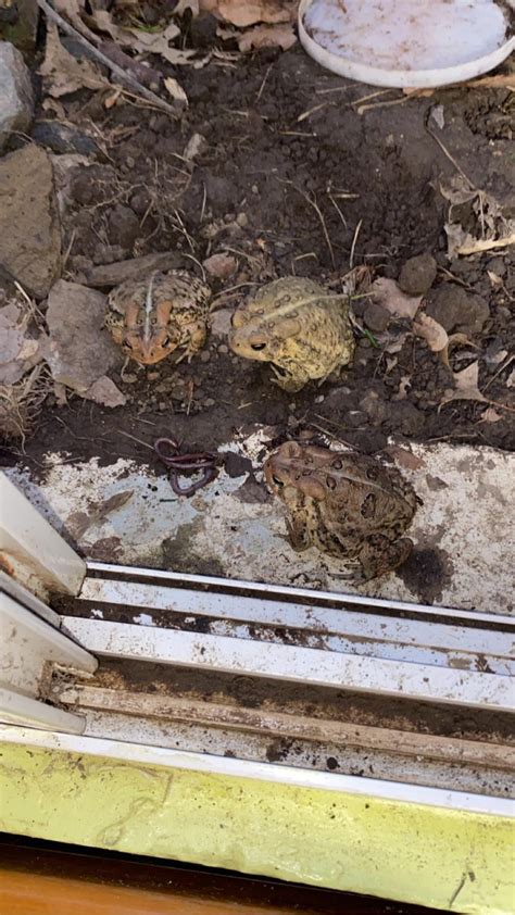 Image result for Toad Eating