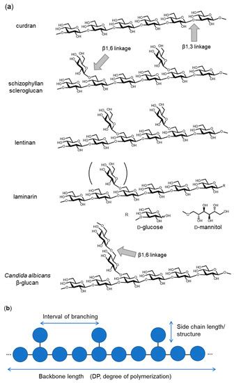 3D Structural Insights into β-Glucans and Their Binding Proteins