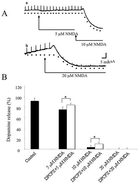 A Role for Adenosine A1 Receptors in GABA and NMDA-Receptor Mediated ...