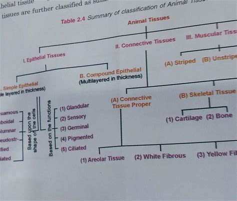 give outline classification of animal tissues.answer fast - Brainly.in