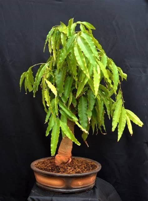 THE PLANT BAZAR - Ashok Tree Live Plant Rear Xotic Grafted Variety ...