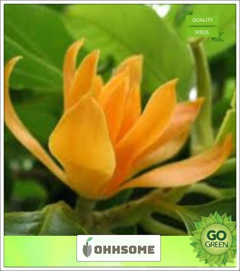 OhhSome Exotic Fragnant Tree Tita-Sopa,Son Champa,Sampige,Pudchampo ...