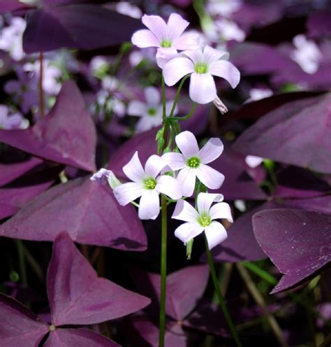 Buy 10 Bulbs Oxalis Triangularis Purple Shamrock Bulbs Lucky Lovely ...
