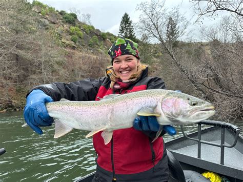 Trinity River Fish Report - Trinity River - Trinity River Steelhead ...