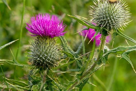 Guide to Canada Thistle and How To Get Rid of It | The Family Handyman