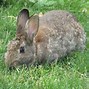 Image result for Orange Bunnies