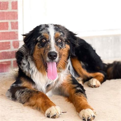 Bernese Mountain Dog German Shepherd Mix