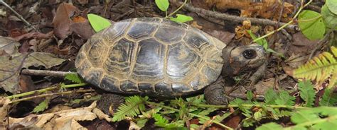 Endangered Reptiles
