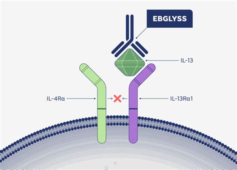 About Ebglyss | EBGLYSS® (lebrikizumab-lbkz)