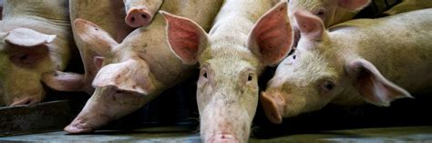 Animal Welfare and COVID-19 - FOUR PAWS International - Animal Welfare ...