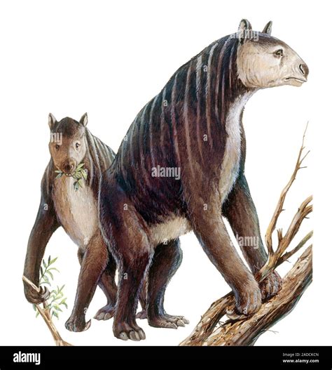 Chalicotherium grande, illustration. This extinct prehistoric mammal ...