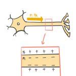 Image result for CreateTable Syntax NCERT