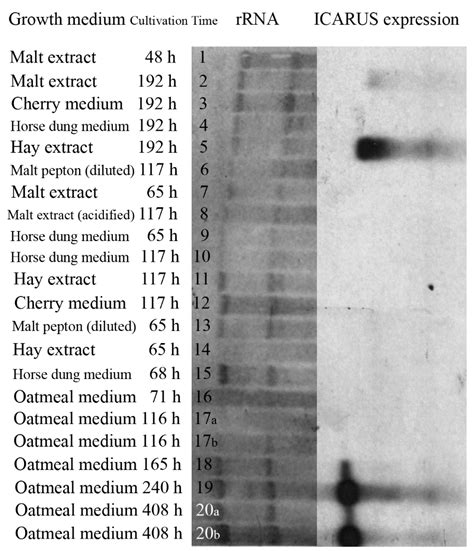 Abundant Small Protein ICARUS Inside the Cell Wall of Stress-Resistant ...