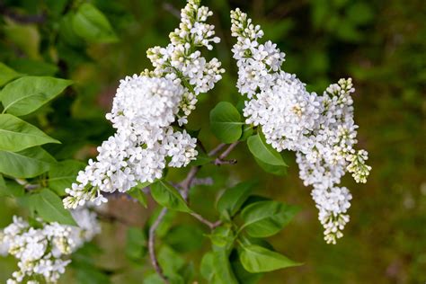 10 Great Shrubs That Bloom With White Flowers