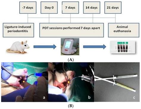 Photodynamic Therapy with Natural Photosensitizers in the Management of ...