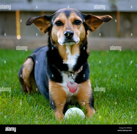 Black Dachshund Beagle Mix