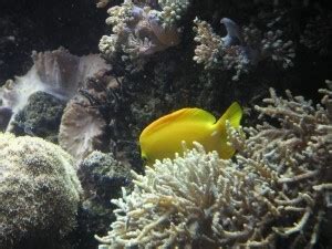 Image result for Fish vs Python