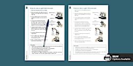 Using a Light Microscope Worksheet | KS3 | Beyond Science