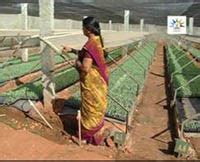Production of Quality Seedlings Lead to Prestige and Prosperity | ICAR