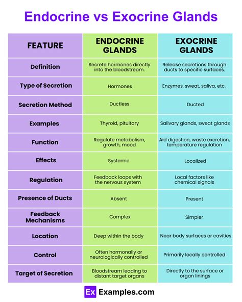Exocrine Pancreas Vs Endocrine Pancreas Endocrine vs Exocrine Gland ...
