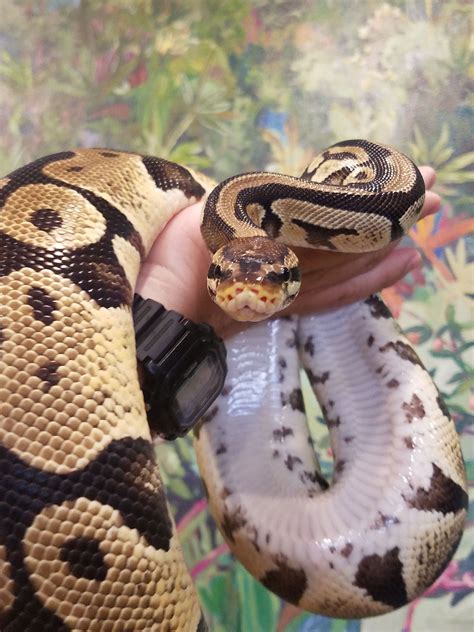Image result for PetSmart Python