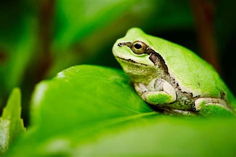 Image result for Many Tree Frogs
