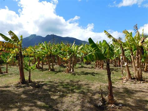 How Do Bananas Grow? - The Produce Nerd