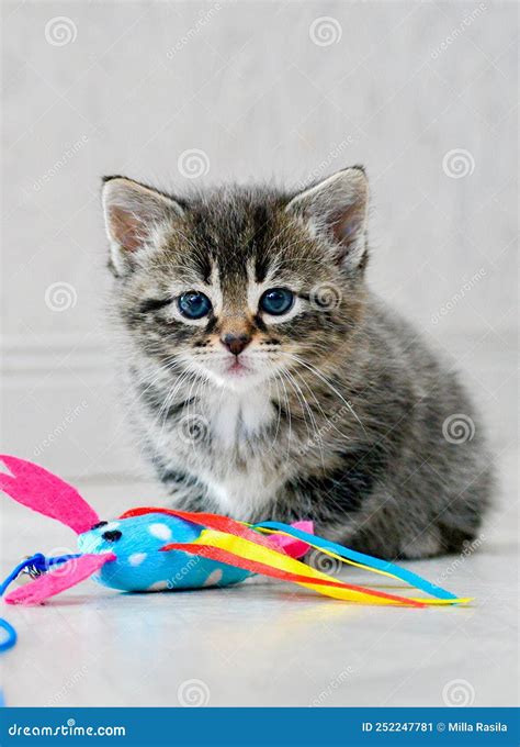 Adorable Kitten Six Weeks Old Stock Image - Image of animal, camera ...