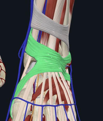 extensor retinaculum Flashcards | Quizlet