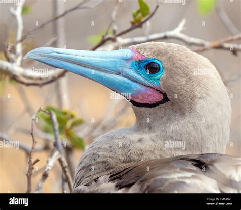 Portrait of a Red Footed Booby (Sula Sula) by Punta Pitt, San Cristobal island, Galapagos ...