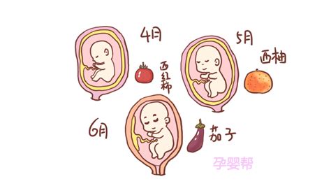 胎儿从卵泡到孕17周，17张图片清晰诠释，男宝女宝看得很清楚