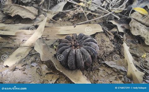 Exploding Tree 的图像结果