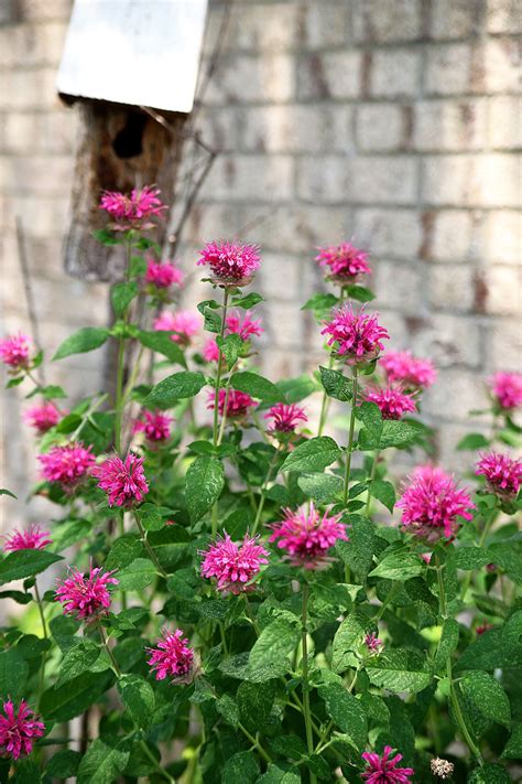 How To Grow Bee Balm - House of Hawthornes