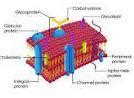 describe cell membrane with a well Libary drigam - Brainly.in