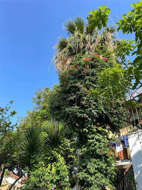 BEGONVILLE PANSIYON (Side) - Inn Reviews, Photos, Rate Comparison ...