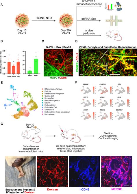 Image result for How Parvocellular Cells Function