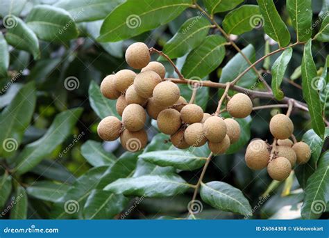 Longan fruit stock photo. Image of agriculture, health - 26064308